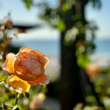 Luxury Coastal Dreams Daire